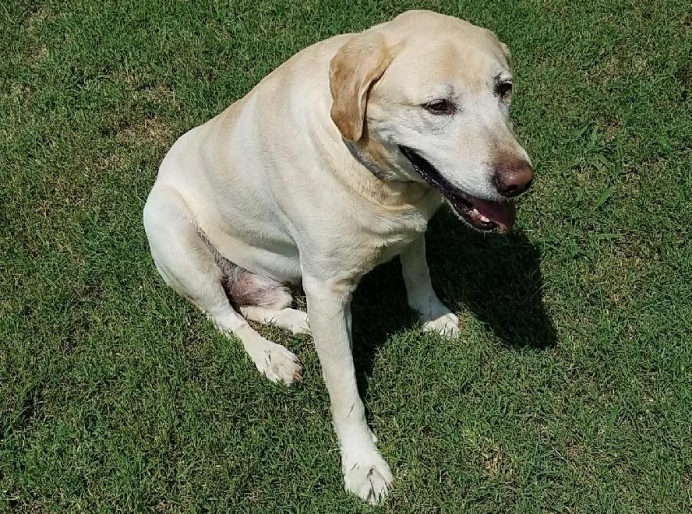 Buddy miraculously survived being hit by a train, but he came out with his heart and love intact.