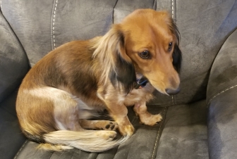 Learning &quot;Life&quot; from a Dog