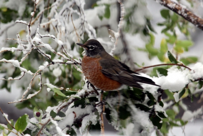 A robin in the September 2020 snow
