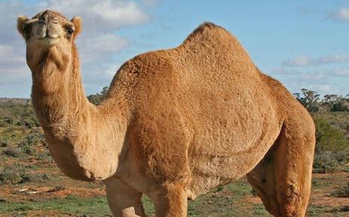 Oh, to be a &#039;Million Dollar Camel&#039;