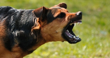 A Bark Worse than Bite.