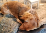 No Dog Days for Us
